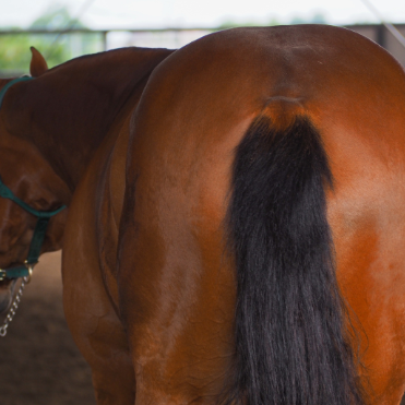 Worming & Parasite Control