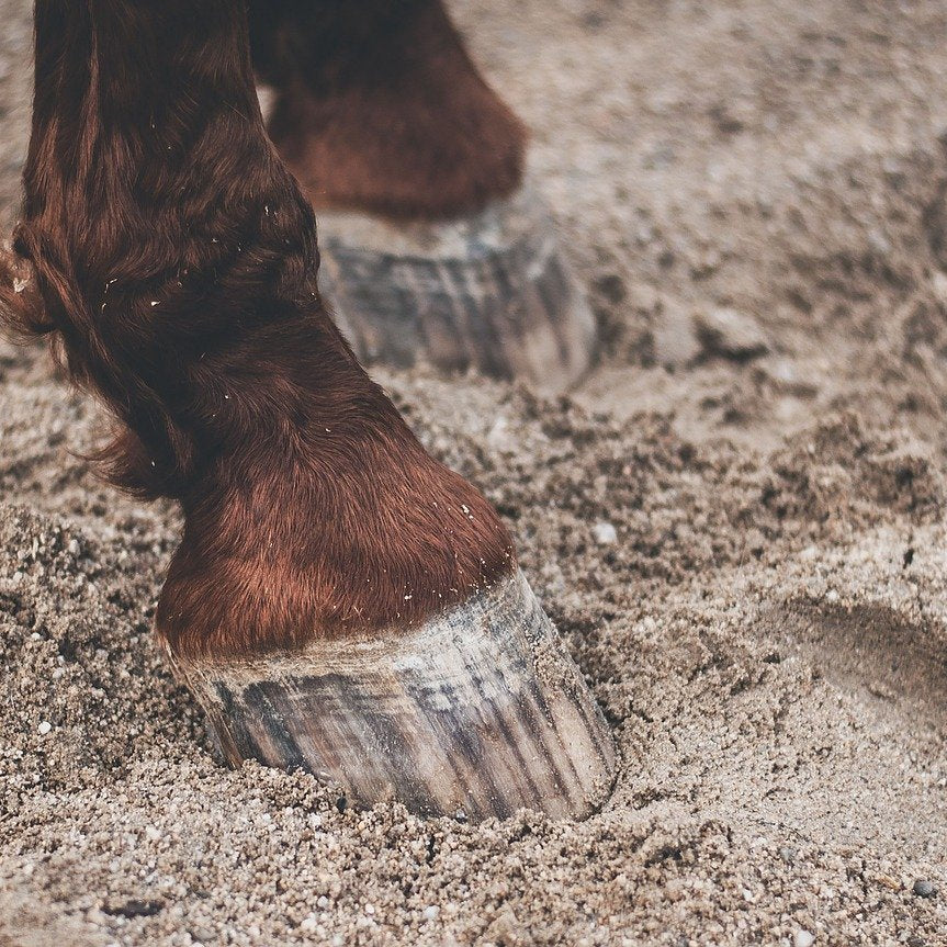 Hoof Health