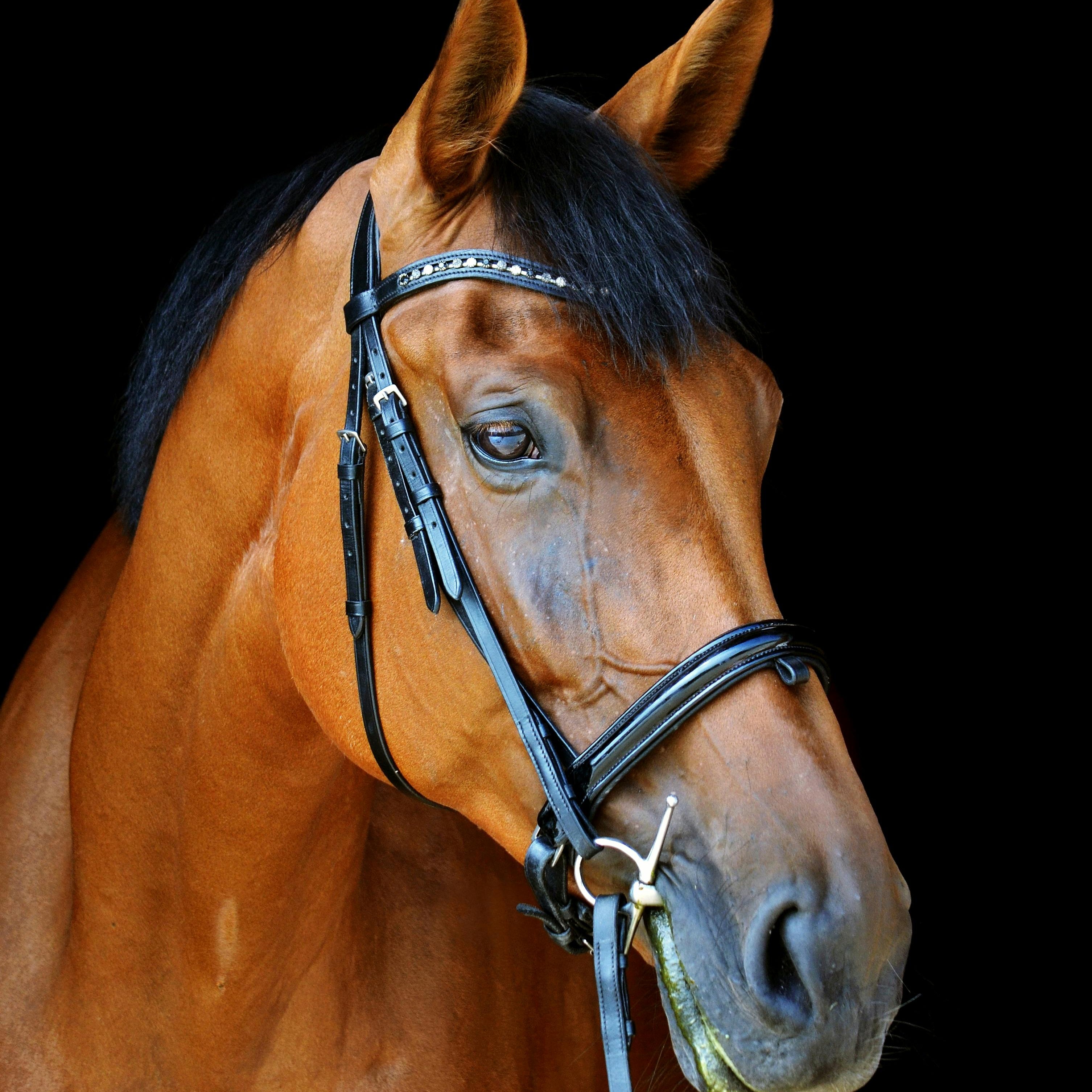 Skin, Coat & Queensland Itch