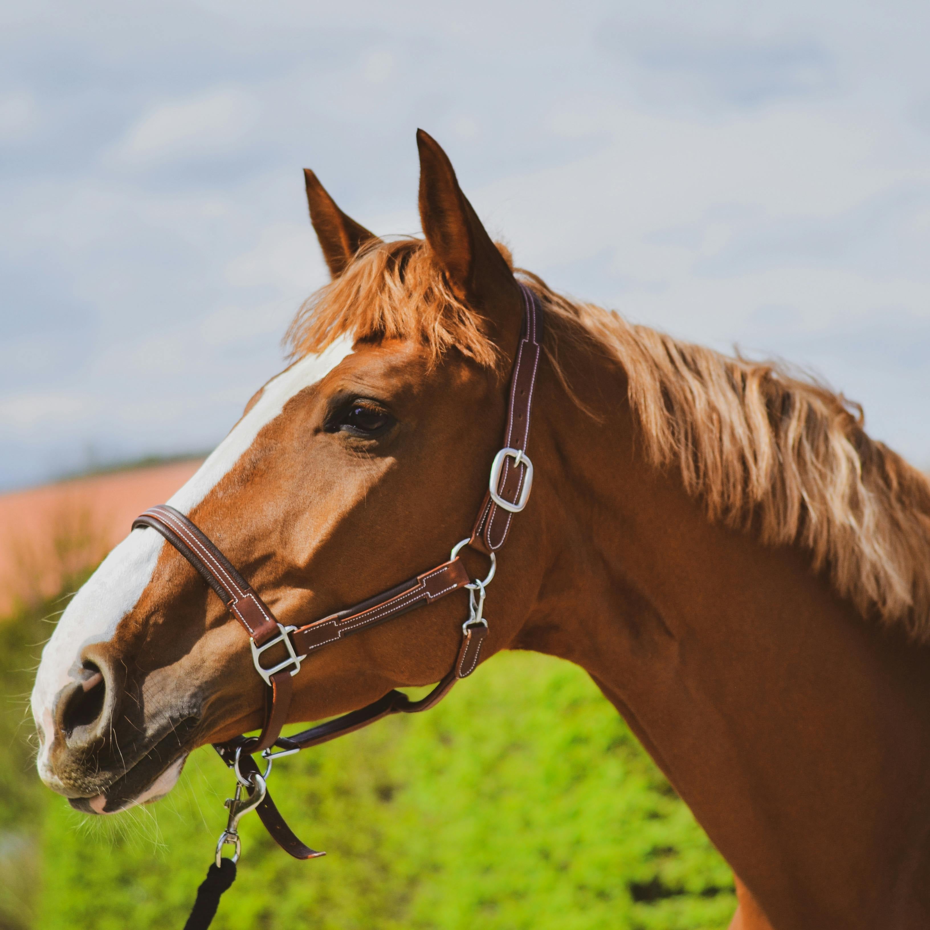 Detox, Liver & Kidney Support