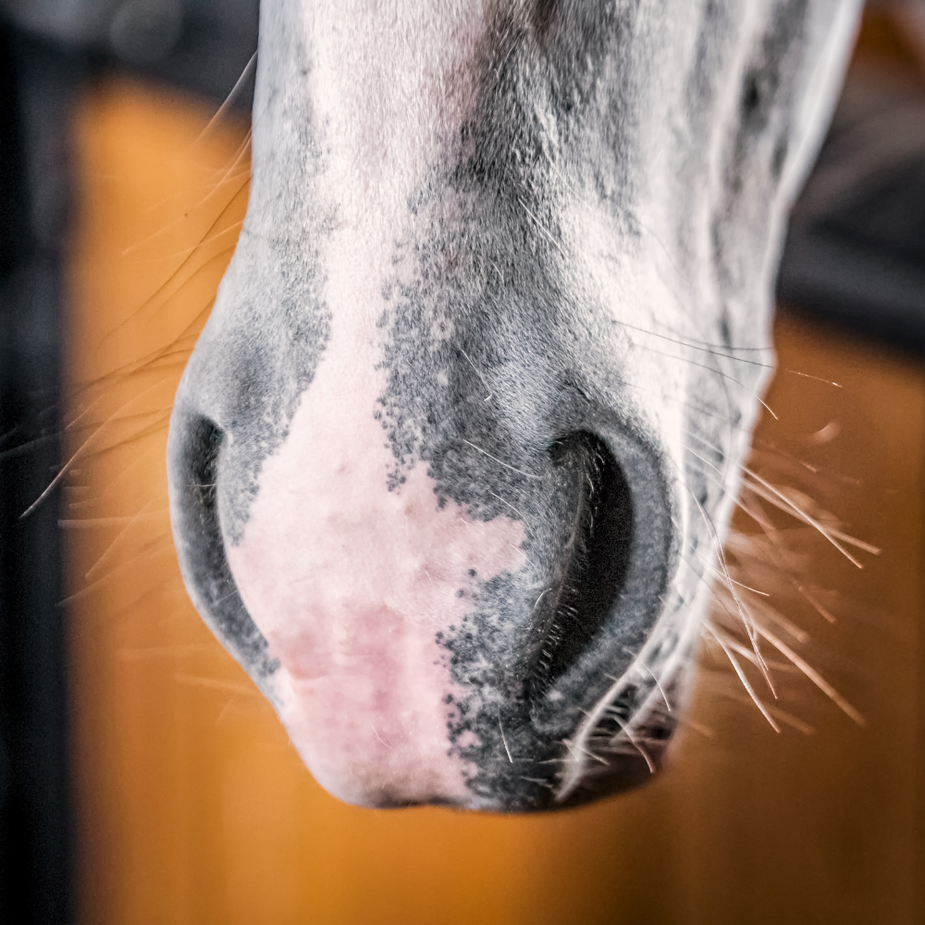 Horse Sunscreen & UV Protection | Sun Safety for Horses – The Equine ...