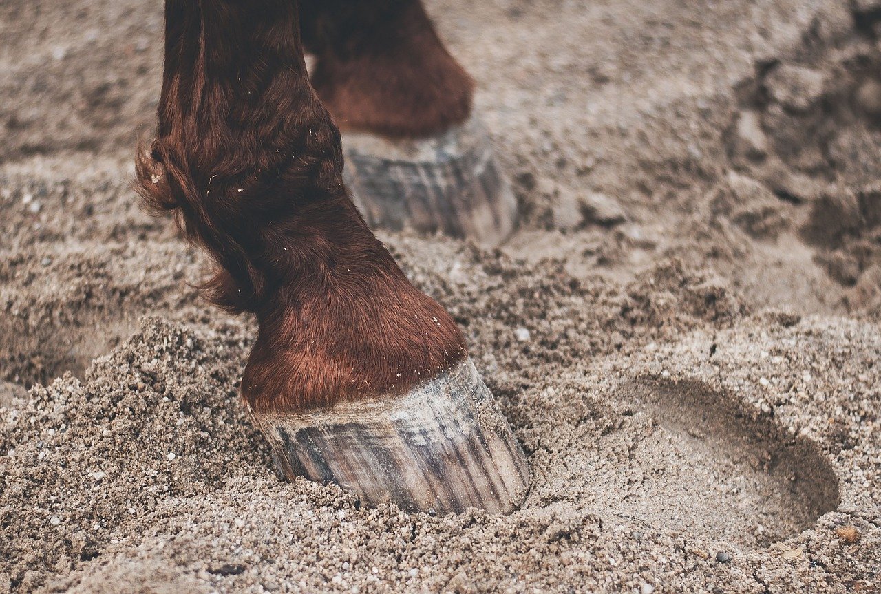 Hoof Health