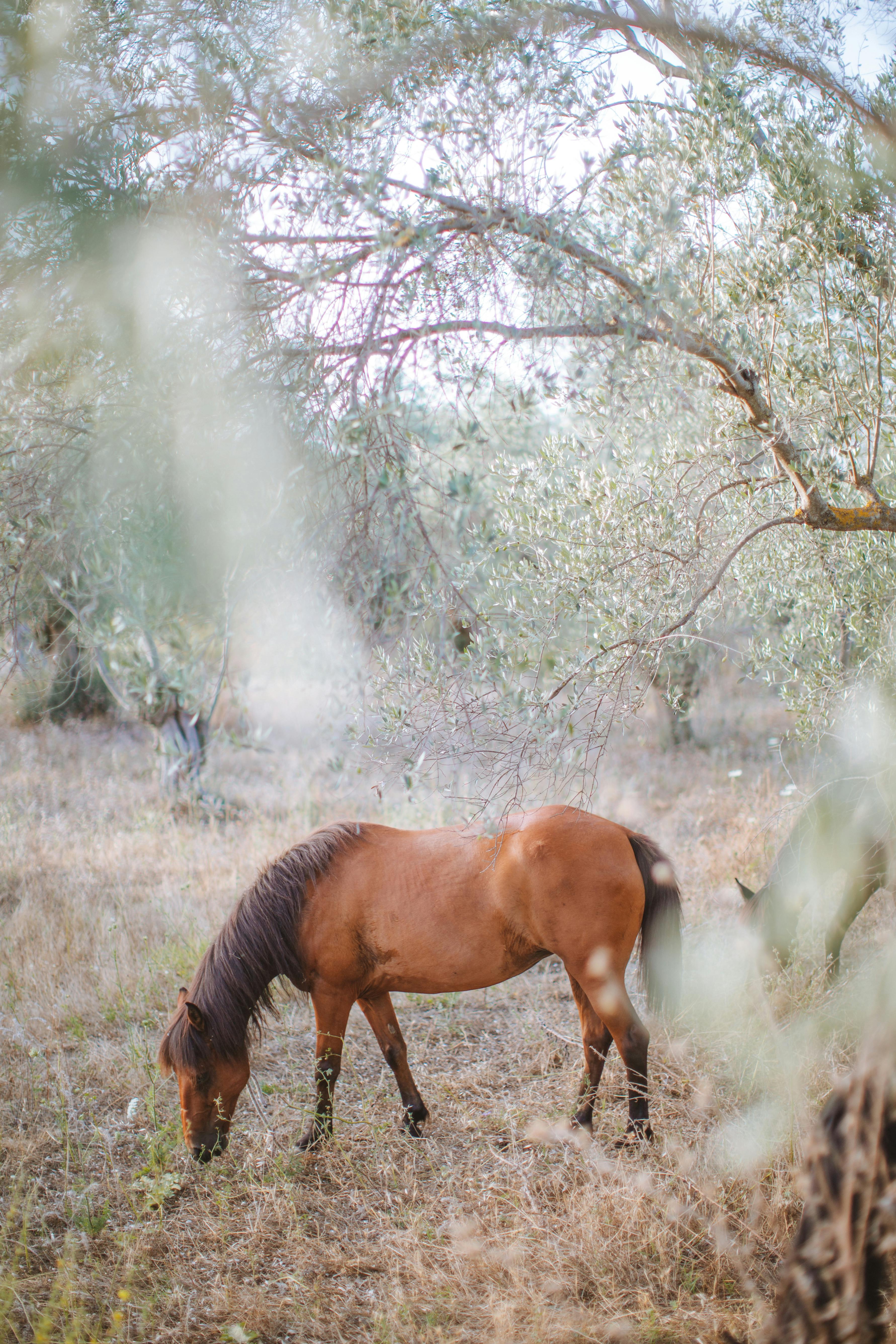 Feeds & Nutrition