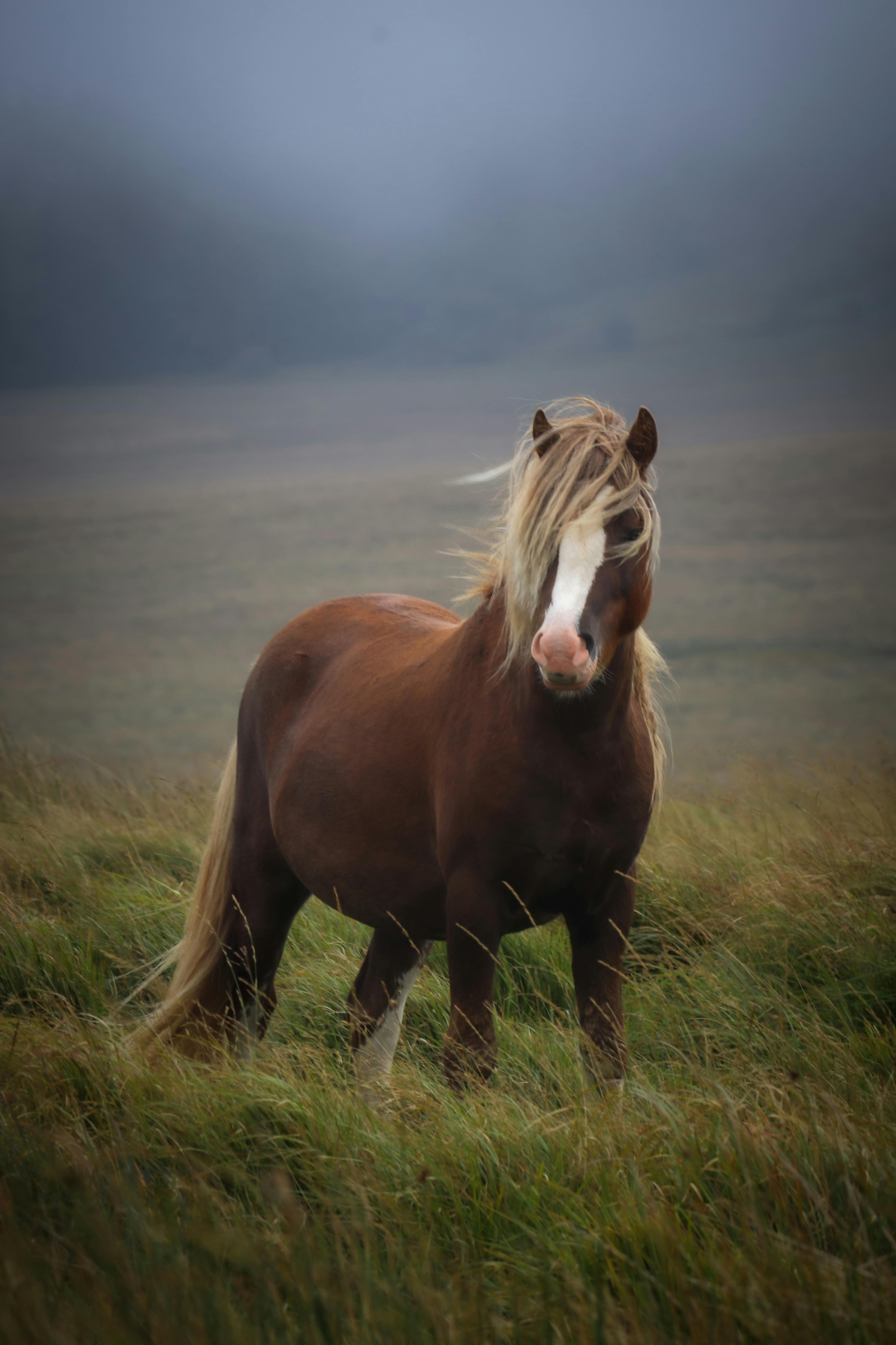 Laminitis, Cushings & EMS